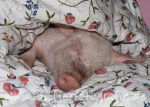 10 Schwein gehabt